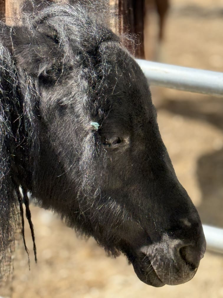 Sparrow - mini horse